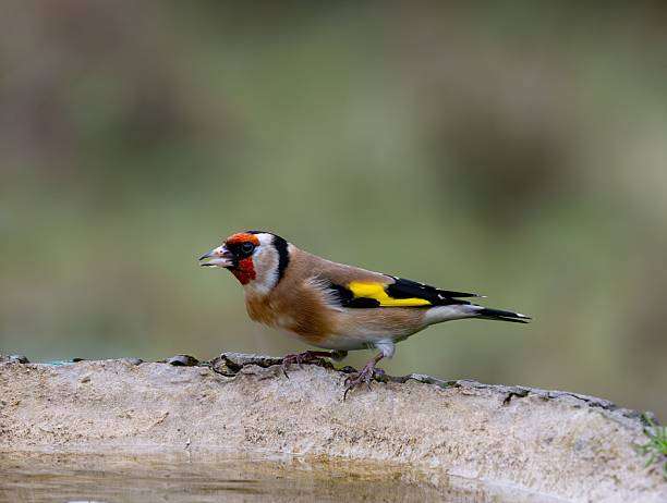 A male pin-tailed whydah bird with a red beak sits on the edge of a bird bath