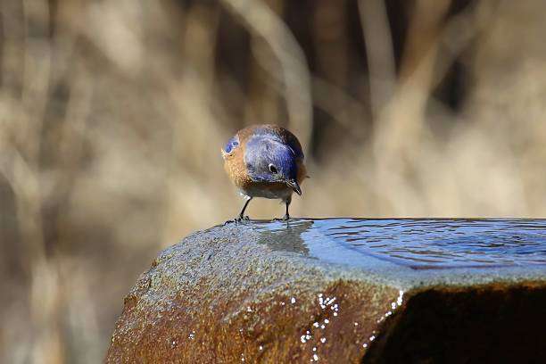 Western Bluebird (female) (sialia mexicana) drinking from a bird bath