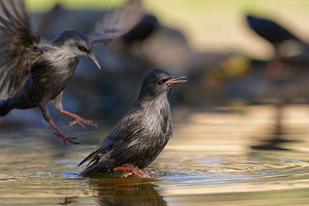 Two birds perched on a metal bird bath in a lush green garden