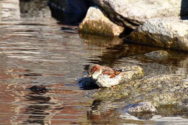 A small bird perched on a stone bird bath surrounded by lush green foliage in a garden setting.