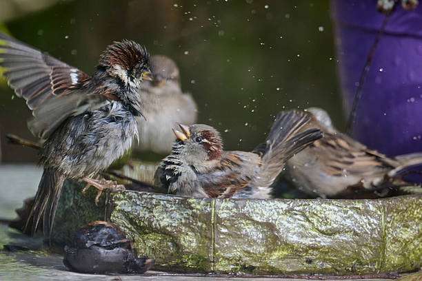 A goldfinch, a garden bird perched on a bird bath