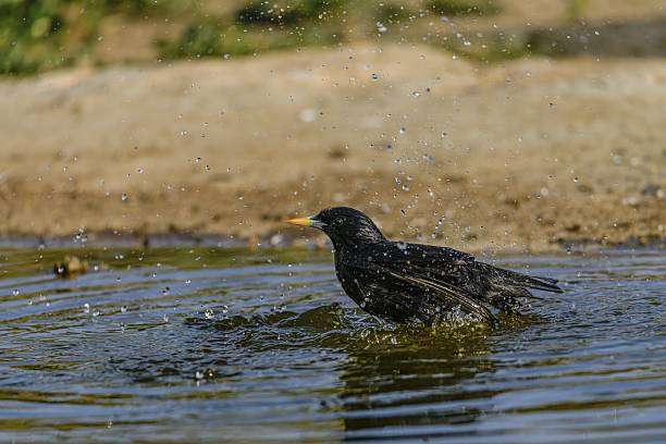 A starling perched on a garden bird bath.