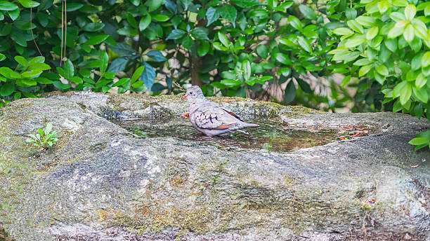 A common ground dove is standing in the bird bath, looking around.