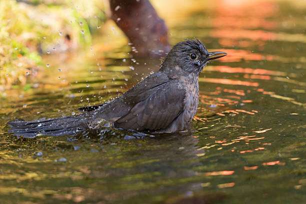 A robin, a garden bird perched on a bird bath