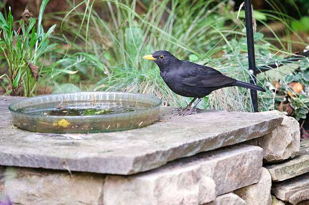 A blackbird garden bird stood perched next to a glass bird bath