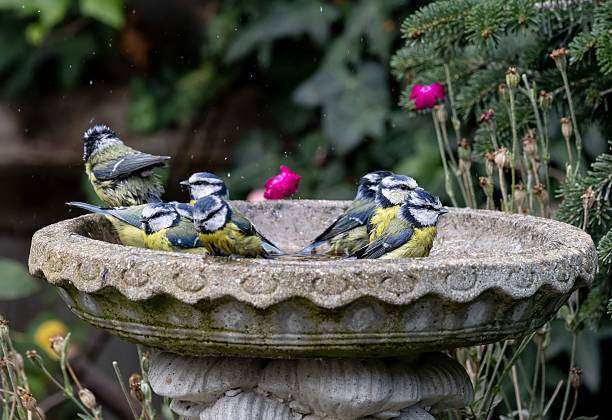 Two birds perched on a metal bird bath in a lush green garden