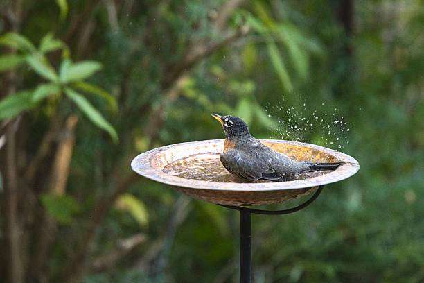 American A robin bathing in a copper bird bath in a suburban garden with a splash of water drops visible.