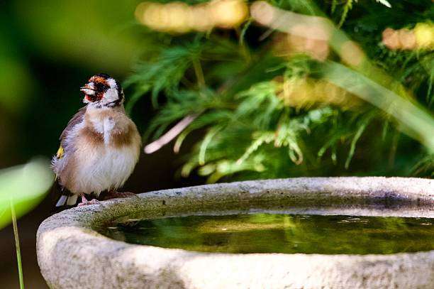 A goldfinch, a garden bird perched on a bird bath