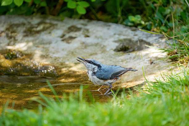A white-breasted nuthatch in the bird bath drinking water.
