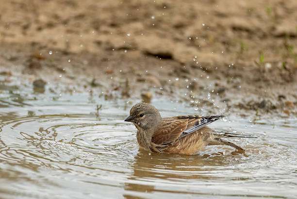 A common ground dove is standing in the bird bath, looking around.