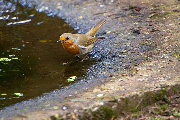 A gray catbird splashes in bird bath with water droplets in the air.