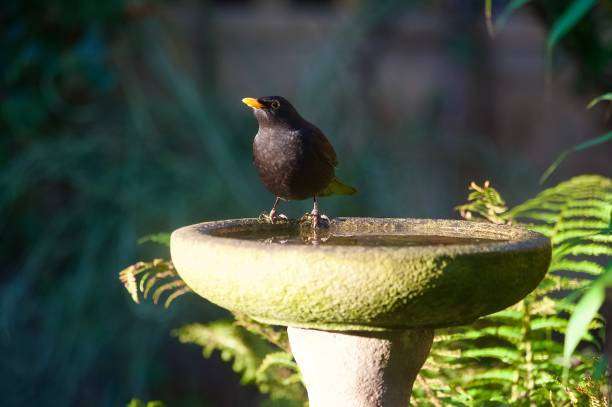 A male blackbird perched in a bird bath in the sunlight surrounded by ferns