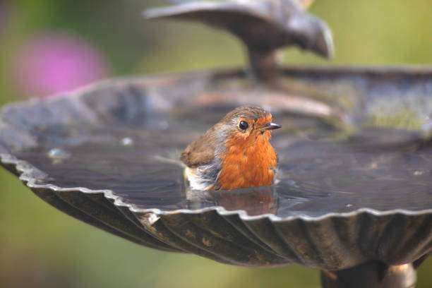 A small bird perched on a stone bird bath surrounded by lush green foliage in a garden setting.