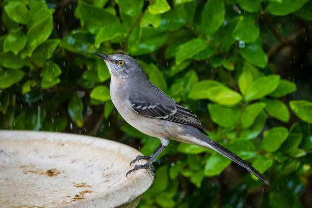 A northern mockingbird at bird bath with raindrops in the background.