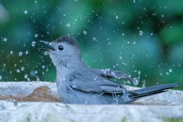 A gray catbird splashes in bird bath with water droplets in the air.