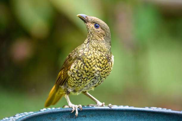 Young satin bowerbird drinking from bird bath