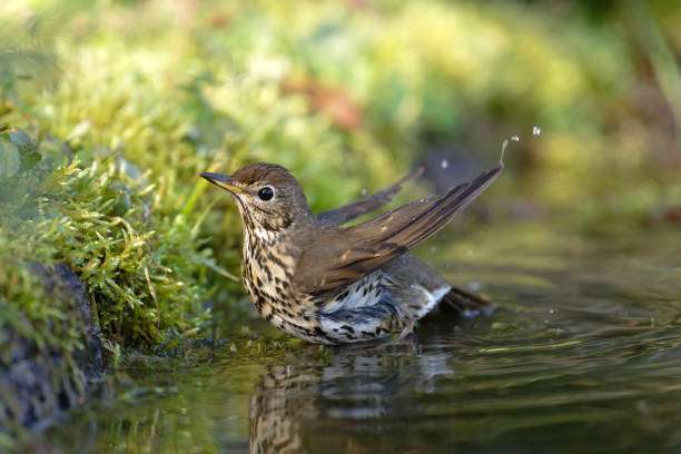 Juvenile Australian native magpie on a bird bath in summer