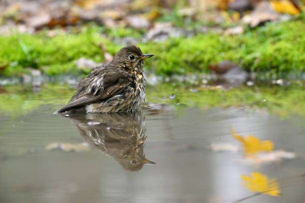 Swainson's Thrush Getting A Drink From Bird bath
