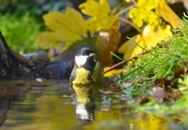 Swainson's Thrush Getting A Drink From Bird bath