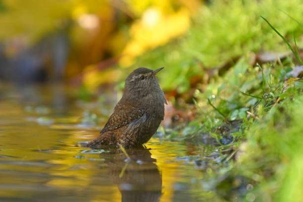 Swainson's Thrush Getting A Drink From Bird bath