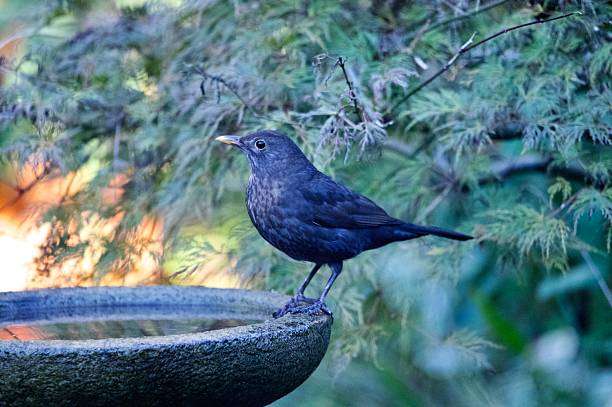 blackbird perched on a garden bird bath