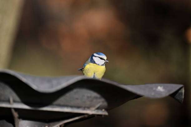 blue tit on a bird bath in the garden