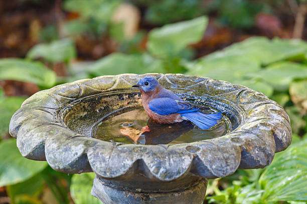 Bluebird enjoying a refreshing drink at a stone bird bath.