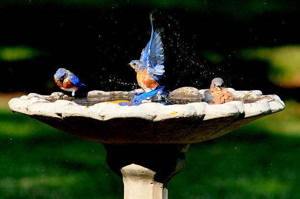 Bluebirds splashing in a stone bird bath