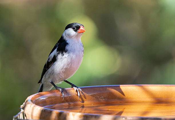Small black and white bird on edge of bird bath.