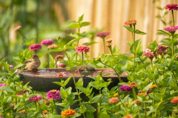 Two birds at a flower-filled bird bath