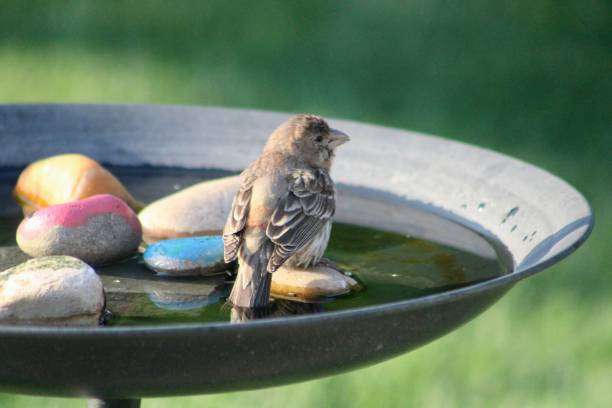 Sparrow perches on rocks in a bird bath.