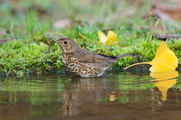 Bird enjoying water at a natural bird bath edge.