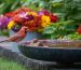 Cardinal and chickadee at bird bath with flowers