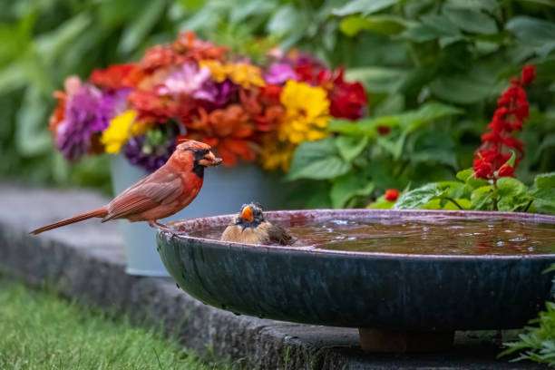 Cardinal and chickadee at bird bath with flowers