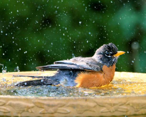 Robin splashing vigorously in a bird bath, water droplets flying everywhere.