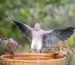 A laughing dove with outstretched wings drops down to land on a bird bath.