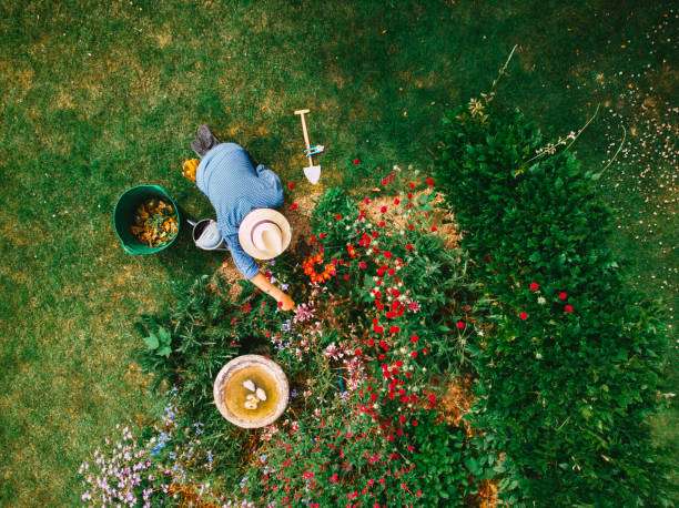 Gardener tending flowers next to a classic stone bird bath.