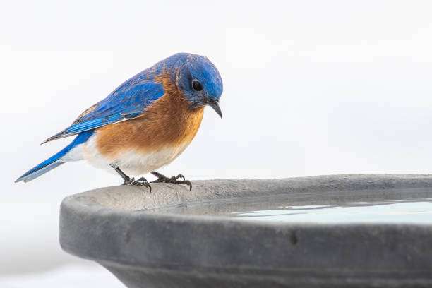 Eastern bluebird perched on a stone bird bath, ready for a drink.