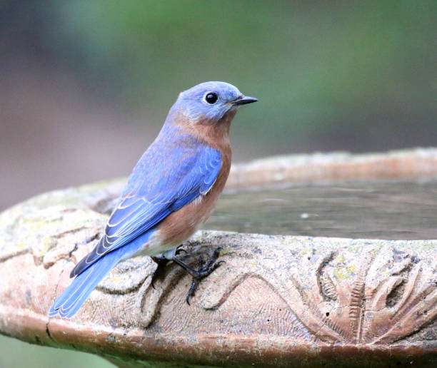 Vibrant bluebird perched on an ornate stone bird bath's edge, enjoying the water.