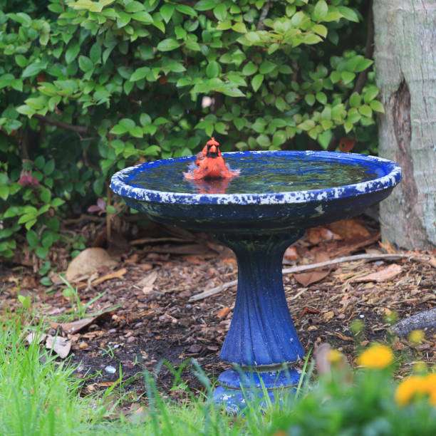 Cardinal bathing in blue bird bath