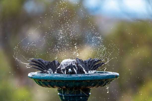 Black and white bird vigorously splashes in a green ceramic bird bath, sending water everywhere.
