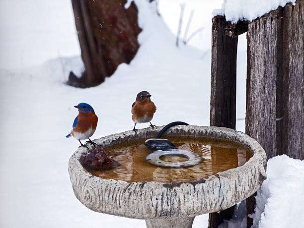Two bluebirds on a heated stone bird bath in a snowy winter landscape.
