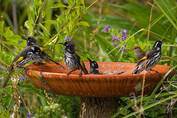 Several birds bathing and splashing water in a clay bird bath.