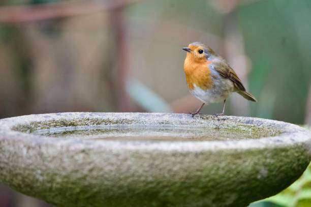 Robin perched on a concrete bird bath