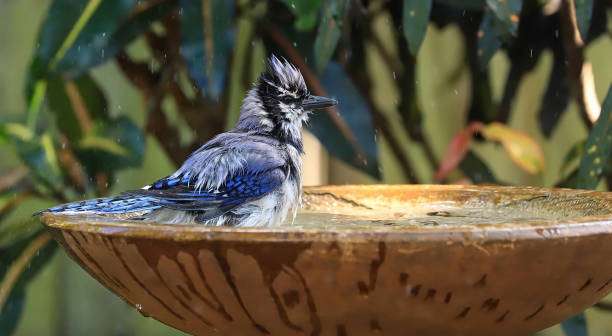 Blue jay bathing in a water-filled bird bath during rain.