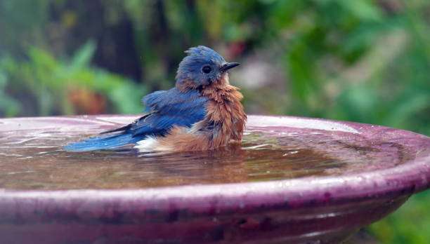 Bluebird splashing in a purple bird bath