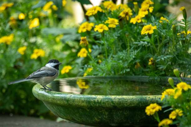 Chickadee by a green bird bath surrounded by yellow flowers.