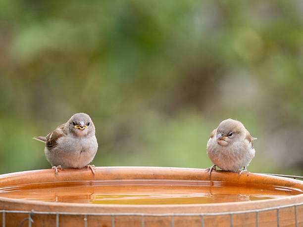 Two sparrows perched on the edge of a bird bath.