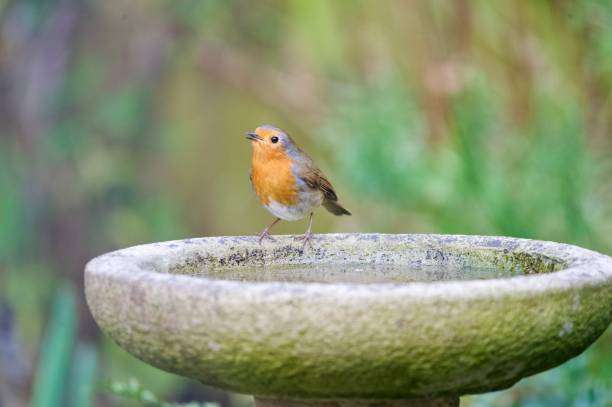 Robin perched on a stone bird bath in a garden