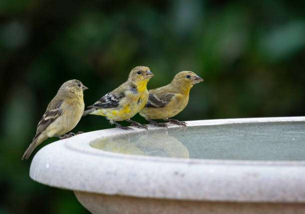 Three goldfinches perched on a stone bird bath